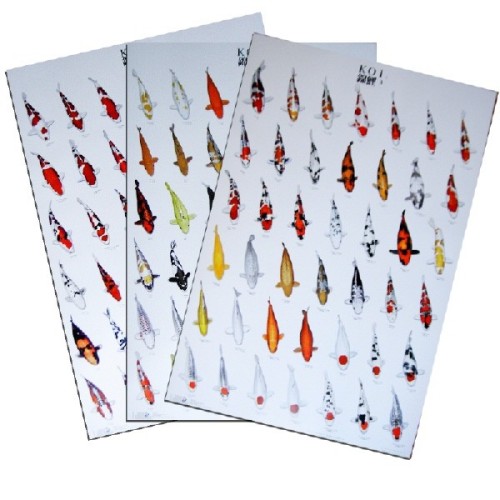 Koi poster 21x30cm N.3