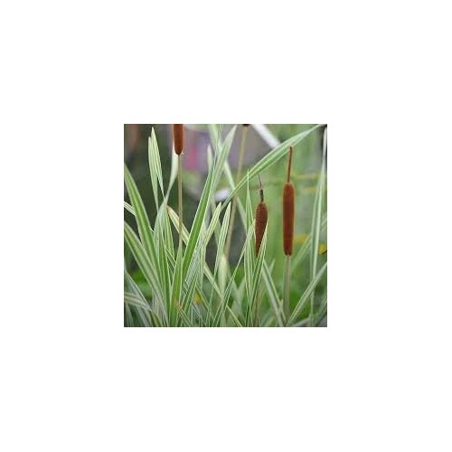 Typha latifolia variegata 