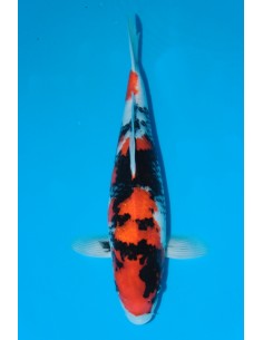 Showa - Primo Premio di...