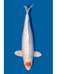 Tancho Sakura Ogon -...