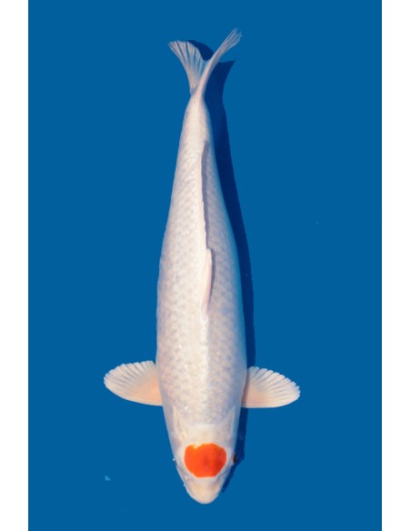 Tancho Sakura Ogon - Secondo Premio di categoria “Italian koi expo 2023”