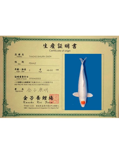 Tancho Sakura Ogon - Secondo Premio...