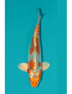 Doitus KOgane Ochiba