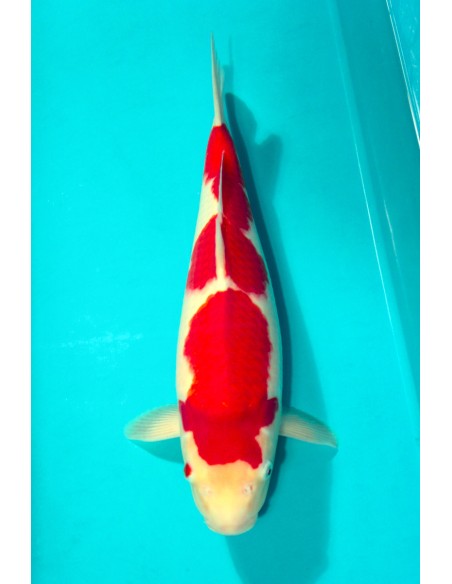 Kohaku