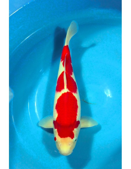 Kohaku
