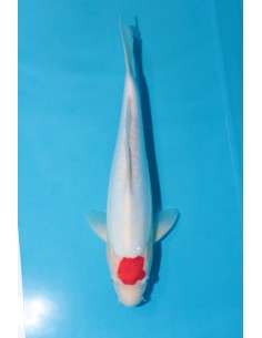 Doitsu Tancho Kohaku